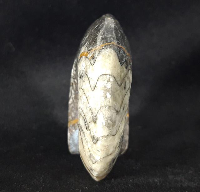 Manticoceras sp. HYATT 1884 - Bild &copy; FossNet FossilienStore